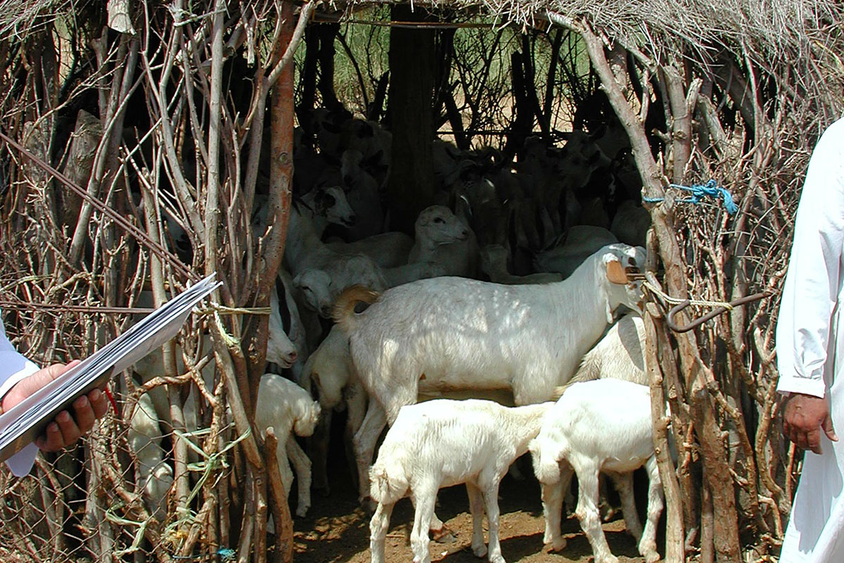 Daniel Miller, MD, PhD