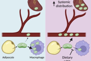 Brestoff Lab has paper published in Cell Metabolism