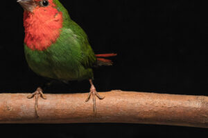 Corbo Lab has paper published in Current Biology