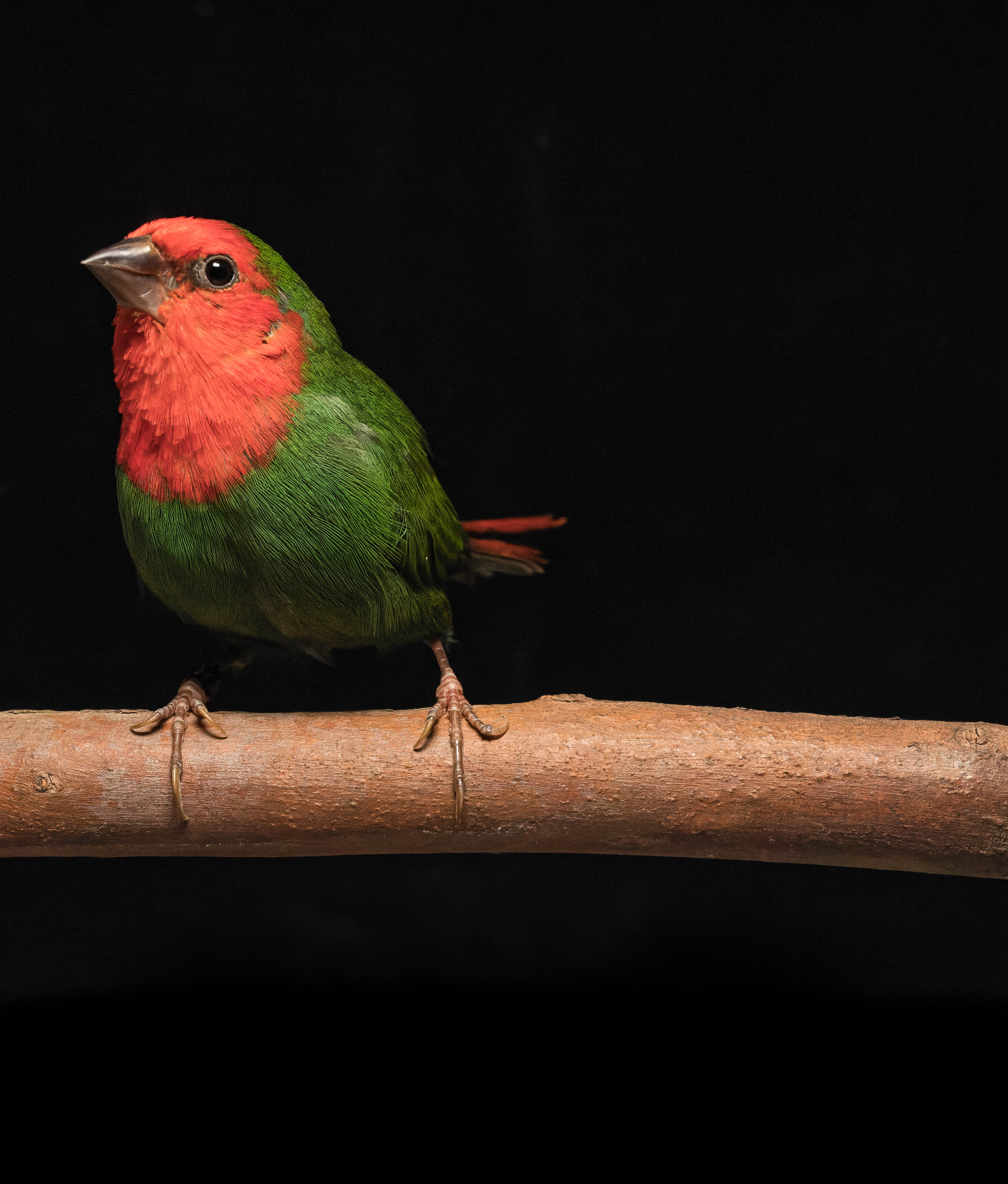 Suzanne R. Thibodeaux, MD, PhD