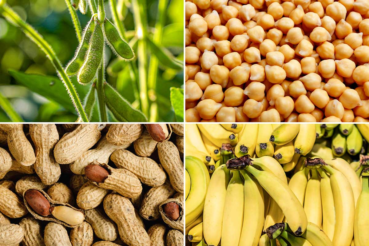 Jane Willman Turner, MD, PhD