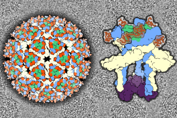 Study reveals clues to how Eastern equine encephalitis virus invades brain cells