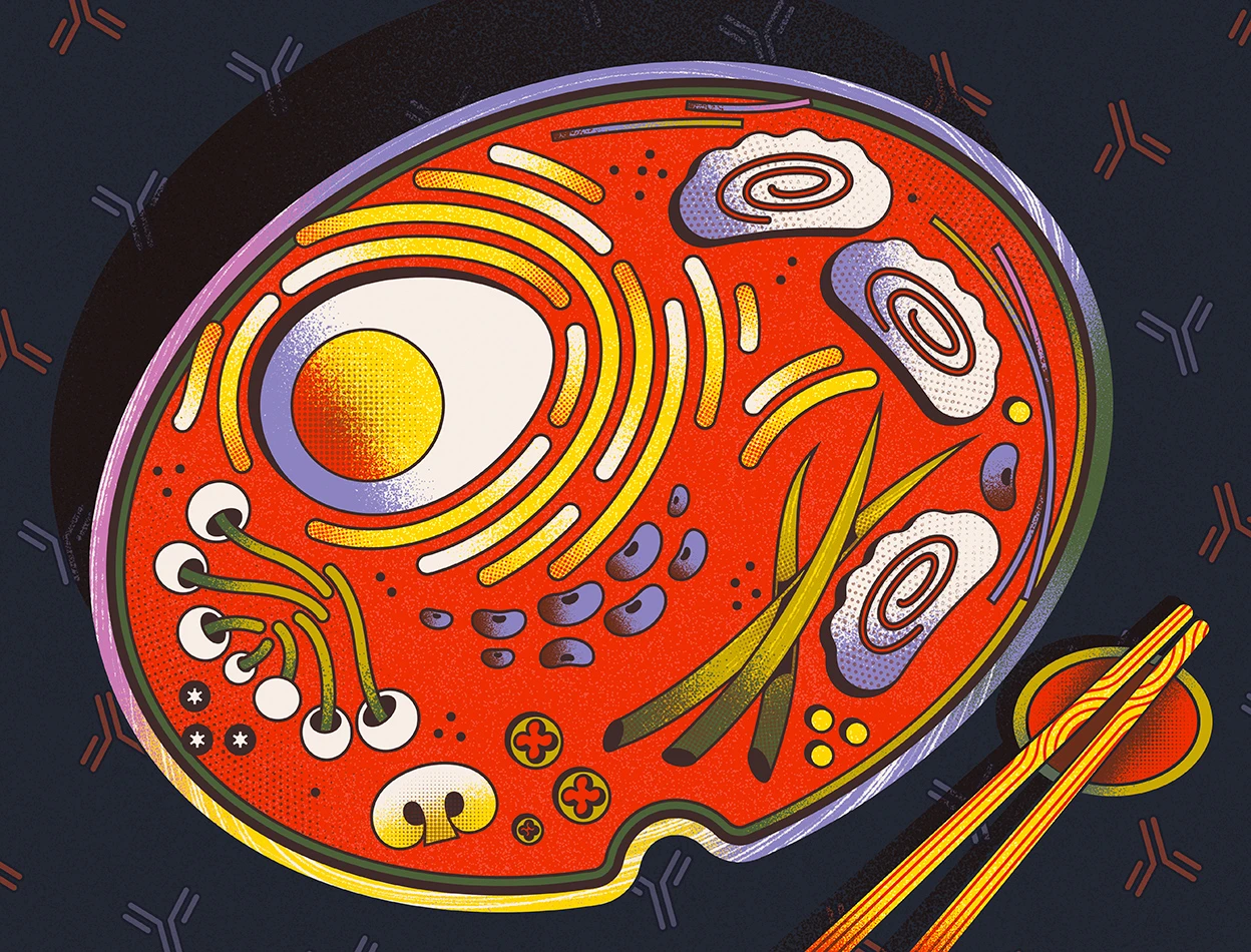 Katherine N Weilbaecher, MD